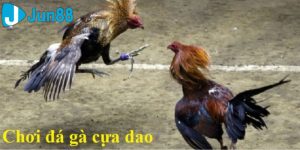 đá gà cựa dao